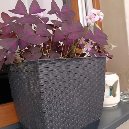 Casa vacanze Aparthause Leona *